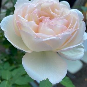 Meet your Posher, Alyce y